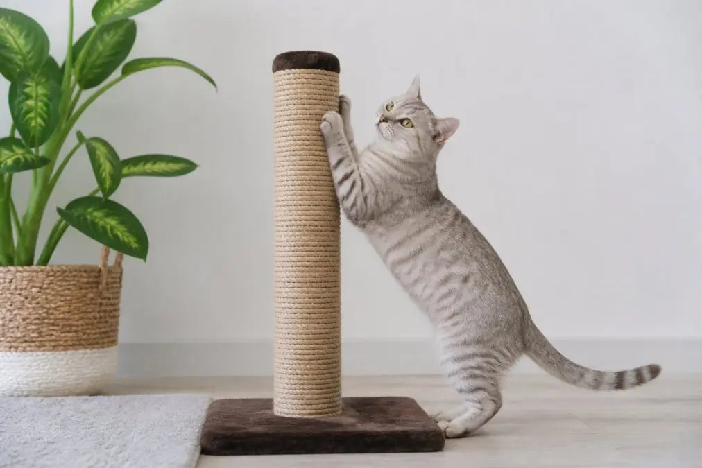 Best Budget-Friendly Cat Scratching Posts