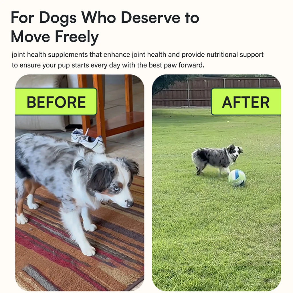 Dog Hip & Joint Chews with Glucosamine, MSM & Omega-3 Pet and Home Outlet