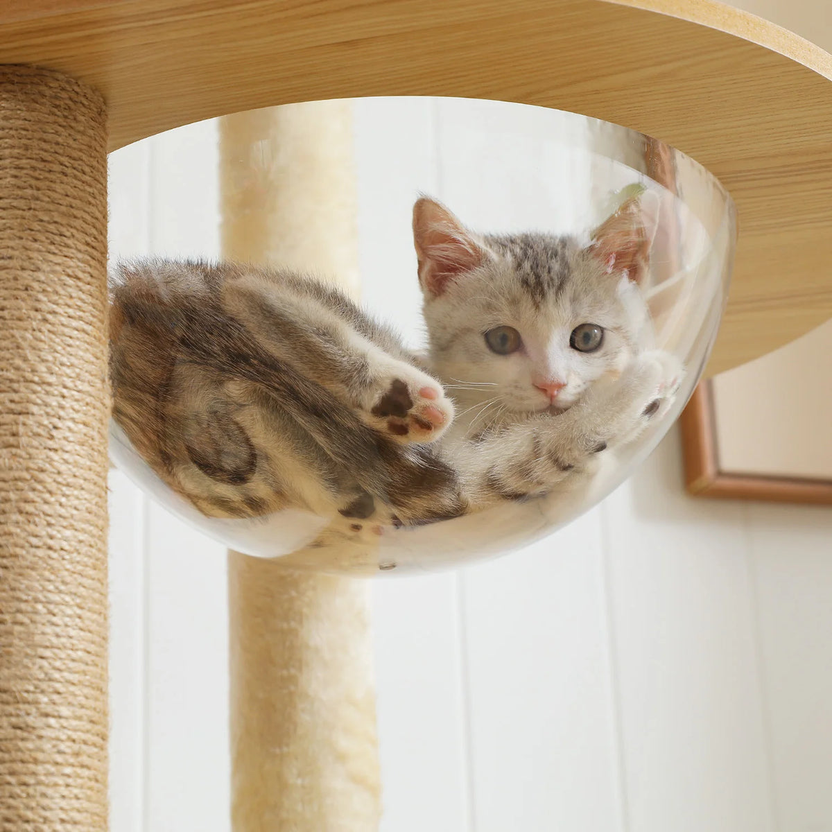 Pawz Roofer Multi Level Cat Tree With Scratching Posts Hammock